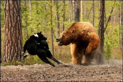 Vampire des légendes orientales, ou monstre à tête de femme, corps d'oiseau et griffes de rapace !