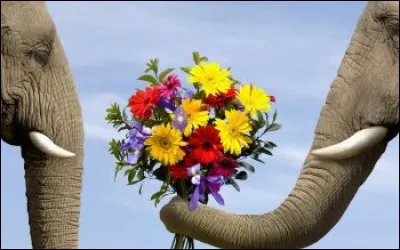Quel animal offre un bouquet de fleurs ?