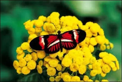 Insignifiant, effacé :