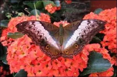 Le destin, la fatalité :