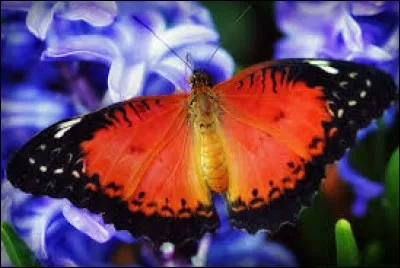 Médecine. Teigne contagieuse du cuir chevelu, due à un champignon parasite :