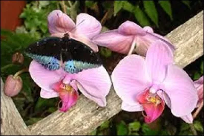 Verre optique à base de plomb :