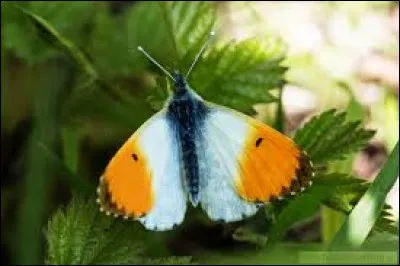 Anglicisme informatique. Envoi massif de messages sur un forum :