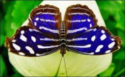 Oiseau tenant à la fois de la corneille et du corbeau :