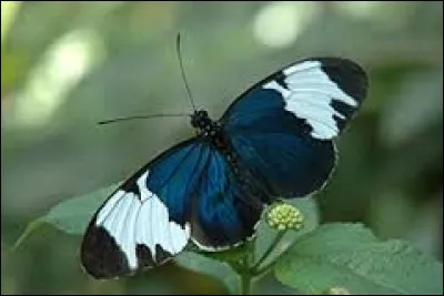 Antonyme de "ignorant" :