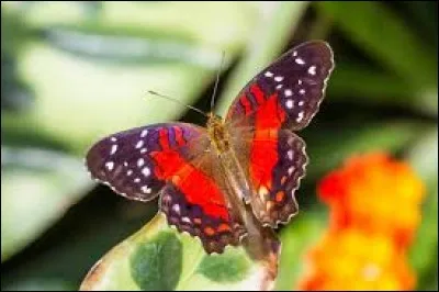 Nom belge du flétan, poisson plat de l'Atlantique nord :