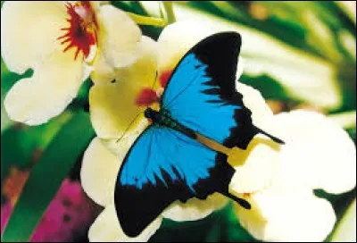 Terme de marine. Pelle servant à vider l'eau :