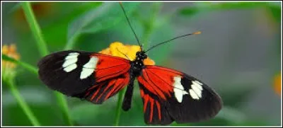 Magistrat de la Rome antique chargé de l'administration municipale et de l'inspection des édifices :