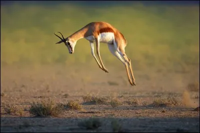 Quel animal est l'emblème de l'Afrique du Sud ?