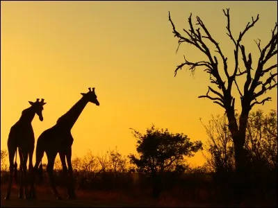 Quelle couleur n'y a-t-il pas sur le drapeau du pays ?