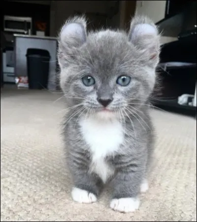 À quelle famille appartient le chat ?