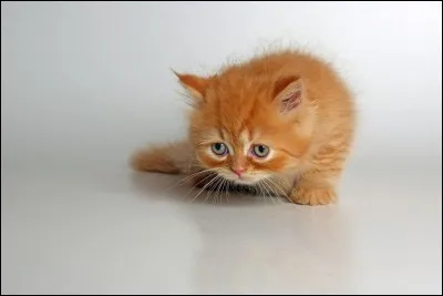 Quel sentiment éprouve ce chaton ?
