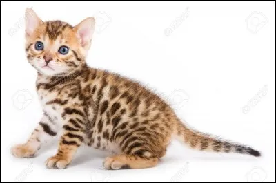 Est-ce un chaton ou un guépard ?