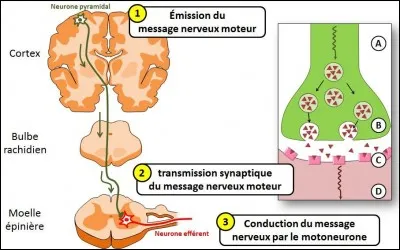 La dernière épreuve de bac et le dernier jour de la canicule, comme par hasard, c'était le jeudi 22 juin. 37 degrés, pendant 3h30, pour une épreuve de bac de SVT. Ce n'était pas une surprise, la synthèse sur 8 points était sur le réflexe myotatique... Ah non, lol, ça c'est pour la moitié de la France qui s'est trompée. La synthèse était sur le mouvement volontaire, pas involontaire...