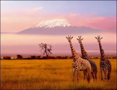 En géographie, le thème était, à la grande surprise de tous, l'Afrique (troisième année consécutive) ! C'était, en S, une étude de documents portant sur la part de l'Afrique dans les IDE mondiaux entrants. Éclairez donc ma lanterne, que sont les IDE ?