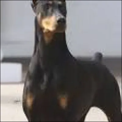 Quelle est la race de ce chien ?