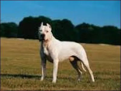 Quelle est la race de ce chien ?