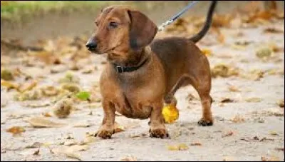 Quelle est la race de ce chien ?