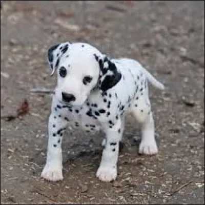 Quelle est la race de ce chien ?