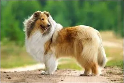 Quelle est la race de ce chien ?