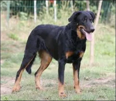 Quelle est la race de ce chien ?