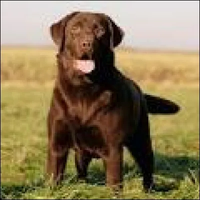 Quelle est la race de ce chien ?