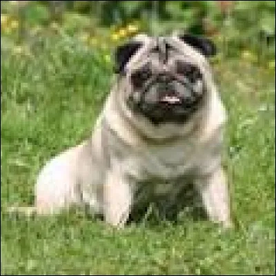 Quelle est la race de ce chien ?