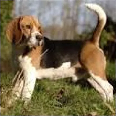 Quelle est la race de ce chien ?