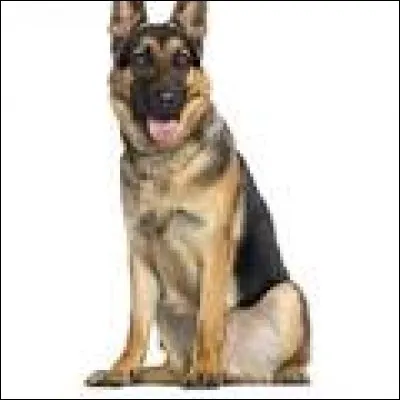 Quelle est la race de ce chien ?