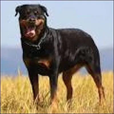 Quelle est la race de ce chien ?