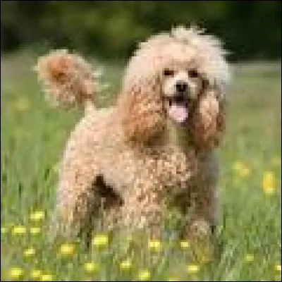 Quelle est la race de ce chien ?