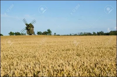 Est-il bon de donner du blé à un cheval ?