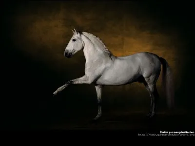 Quelle figure de dressage haute école ce cheval pratique-t-il ?