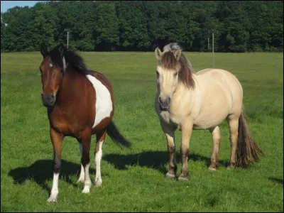 Au bout de combien de mois, une jument arrive à terme avant de commencer le poulinage ?