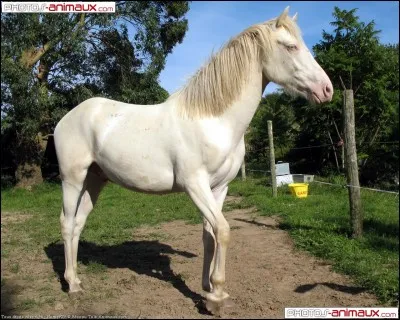 Quelle est la race de ce poney ?