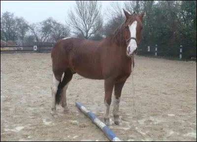 Un cheval a une partie qui s'appelle la fourchette.