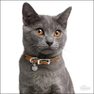 Quelle est cette race ?