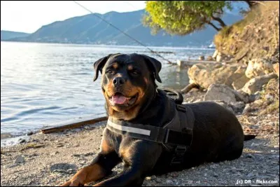 Quelle est cette race ?