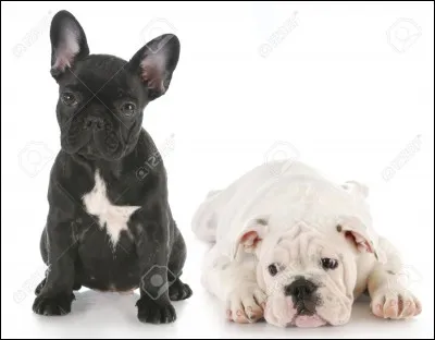 Quelle est cette race ?