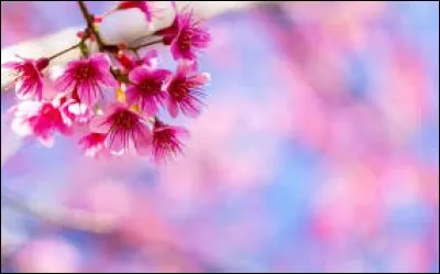 Quand on dit d'une personne qu'elle est à "fleur de peau", c'est qu'elle est :