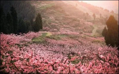Dans quel pays a été lancée la "campagne des Cent fleurs" en 1957 ?