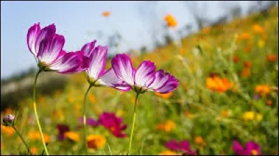 Qui chante "Le Pouvoir des fleurs" en 1992 ?