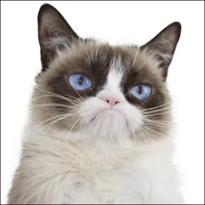 Comment s'appelle le chat qui fait le buzz sur Internet ?