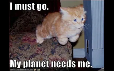 Comment appelle-t-on les chats drôles ?