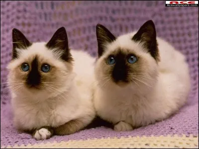 Les chats aiment-ils les autres chats ?