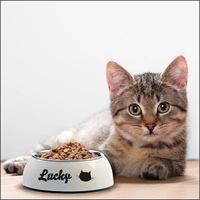 Quel est l'aliment préféré des chats ?