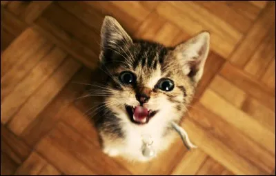 Pourquoi les chats que vous ne connaissez pas viennent-ils près de vous en miaulant ?