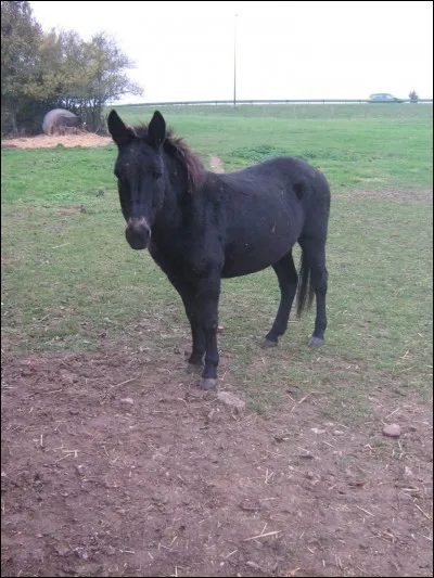 Comment appelle-t-on un hybride né d'un entier et d'une ânesse ?