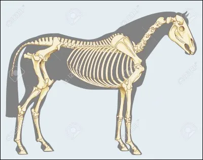 Jusqu'à quel âge le squelette du cheval se développe-t-il ?