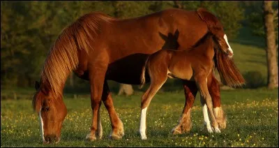 Combien de temps dure la gestation d'une jument ?